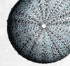 Urchin Shell 2 Poster Print by Sheldon Lewis - Item # VARPDXSLBSQ302B