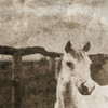Riding West 2 Poster Print by Sheldon Lewis - Item # VARPDXSLBSQ550B