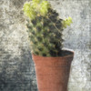 Planted Poster Print by Sheldon Lewis - Item # VARPDXSLBSQ553A