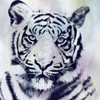 Tiger Roar Poster Print by Sheldon Lewis - Item # VARPDXSLBSQ682A
