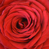 Heart Of The Rose Poster Print by Sheldon Lewis - Item # VARPDXSLBSQ703A