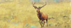 Beau Stag Poster Print by Sarah Butcher - Item # VARPDXSRPL005A