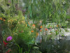 Monets Pond At Giverny Poster Print by Sarah Butcher - Item # VARPDXSRRC015B