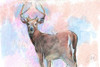 Stag Poster Print by Sarah Butcher - Item # VARPDXSRRC023