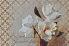 Magnolia Grandi Flora Poster Print by Sarah Butcher - Item # VARPDXSRRC047A