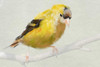Goldfinch Poster Print by Sarah Butcher - Item # VARPDXSRRC052A