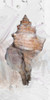 Shells Around The World 1 Poster Print by Sarah Butcher - Item # VARPDXSRRN001A