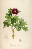 Vintage Botanical 186 Poster Print by Tina Carlson - Item # VARPDXTCRC082A