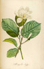Vintage Botanical Poster Print by Tina Carlson - Item # VARPDXTCRC082D