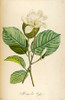 Vintage Botanical Poster Print by Tina Carlson - Item # VARPDXTCRC082D