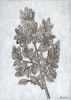 Oak Tree 3 Poster Print by Tina Carlson - Item # VARPDXTCRC191C