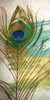 PEACOCK FEATHER 2 Poster Print by Taylor Greene - Item # VARPDXTGPL003B