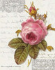 Rose On Scroll I Poster Print by Taylor Greene - Item # VARPDXTGRC024A
