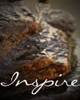 Inspire Rocks Poster Print by Taylor Greene