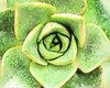 BEAUTIFUL AGAVE Poster Print by Taylor Greene - Item # VARPDXTGRC062C