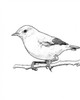 Sketch Bird I Poster Print by Taylor Greene - Item # VARPDXTGRC073A