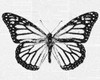 Butterfly 2 Poster Print by Taylor Greene - Item # VARPDXTGRC074B