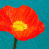Poppies On Blue1 Poster Print by Taylor Greene - Item # VARPDXTGSQ024A