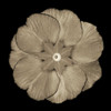 Sepia Floral II Poster Print by Taylor Greene - Item # VARPDXTGSQ042B