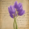PURPLE TULIP II ON GOLD Poster Print by Taylor Greene - Item # VARPDXTGSQ054B