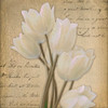 WHITE TULIP I  Poster Print by Taylor Greene