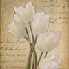 WHITE TULIP I  Poster Print by Taylor Greene
