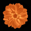 Sepia Floral IV Poster Print by Taylor Greene