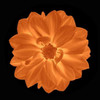 Sepia Floral IV Poster Print by Taylor Greene