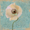 BLUE POPPY SCRIPT II Poster Print by Taylor Greene - Item # VARPDXTGSQ075B