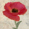 RED POPPY II Poster Print by Taylor Greene - Item # VARPDXTGSQ266B