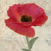 RED POPPY II Poster Print by Taylor Greene - Item # VARPDXTGSQ266B