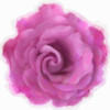 Pink Rose Poster Print by Taylor Greene - Item # VARPDXTGSQ364A