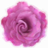 Pink Rose Poster Print by Taylor Greene - Item # VARPDXTGSQ364A