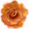 Orange Rose Poster Print by Taylor Greene - Item # VARPDXTGSQ364B