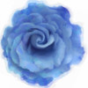 Blue Rose Poster Print by Taylor Greene