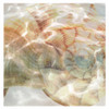 Shell Abstract 1 Poster Print by Taylor Greene - Item # VARPDXTGSQ373A