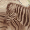 Zebra Travels Poster Print by Taylor Greene - Item # VARPDXTGSQ374A