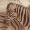 Zebra Travels Poster Print by Taylor Greene - Item # VARPDXTGSQ374A