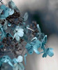 Blue Hydrangea Poster Print by Tracey Telik - Item # VARPDXTKRC117A