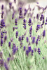 Lavenders In the Field Poster Print by Tracey Telik - Item # VARPDXTKRC123A