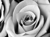 White Noise Rose 2 Poster Print by Tracey Telik - Item # VARPDXTKRC128B