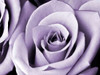 Lavender Rose Poster Print by Tracey Telik - Item # VARPDXTKRC128B2