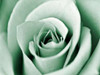 Jade Rose Poster Print by Tracey Telik - Item # VARPDXTKRC128D