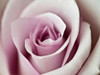 Tender Rose Poster Print by Tracey Telik - Item # VARPDXTKRC128D2