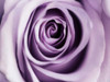 Lavender Bloom Poster Print by Tracey Telik - Item # VARPDXTKRC128E