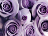 Lavender Bouquet Poster Print by Tracey Telik - Item # VARPDXTKRC128G