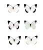 Pale Butterflies 6 Poster Print by Tracey Telik - Item # VARPDXTKSQ055B