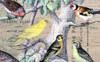 Bird Botanical 4 Poster Print by Elizabeth Jordan - Item # VARPDXTRRC108A