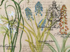 Flower Botanical Poster Print by Elizabeth Jordan - Item # VARPDXTRRC108B Flower Botanical Poster Print by Elizabeth Jordan - Item # VARPDXTRRC108B