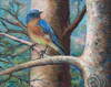 Blue Bird Poster Print by Todd Williams - Item # VARPDXTWM393